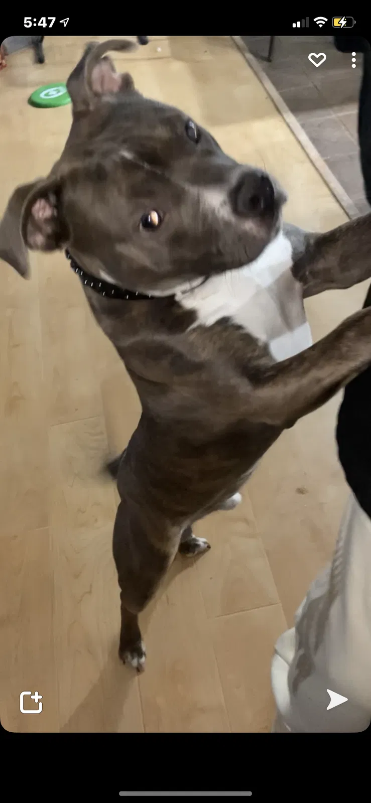Lost dog in Lubbock, TX, 79412