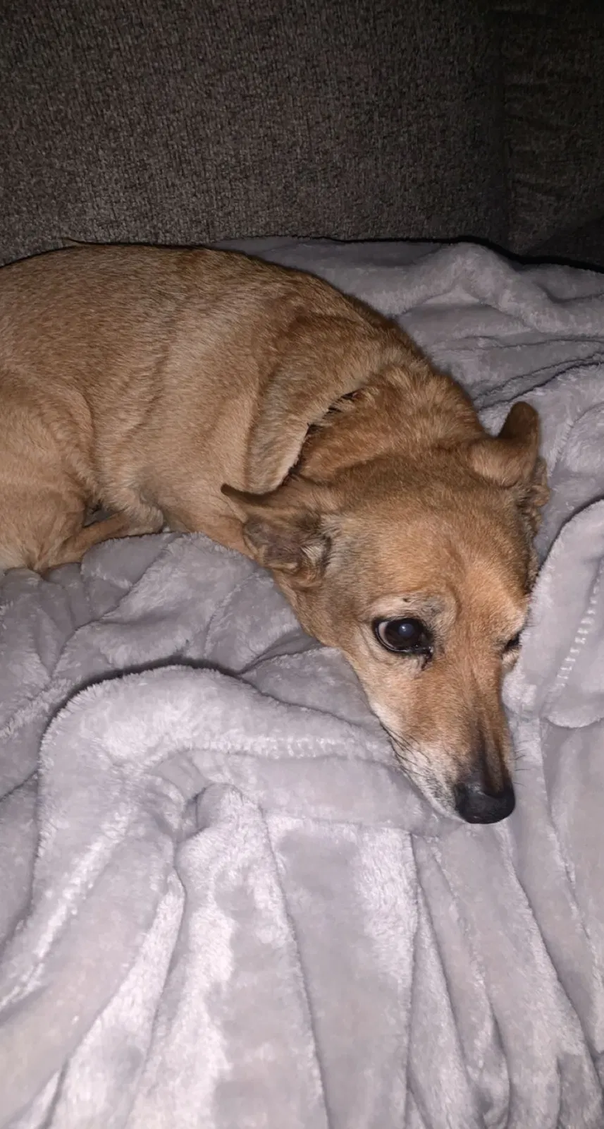 Lost dog in Tucson, AZ, 85710
