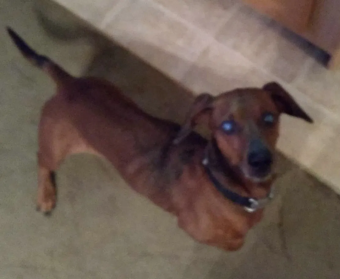 Lost dog in Dayton, TX, 77535