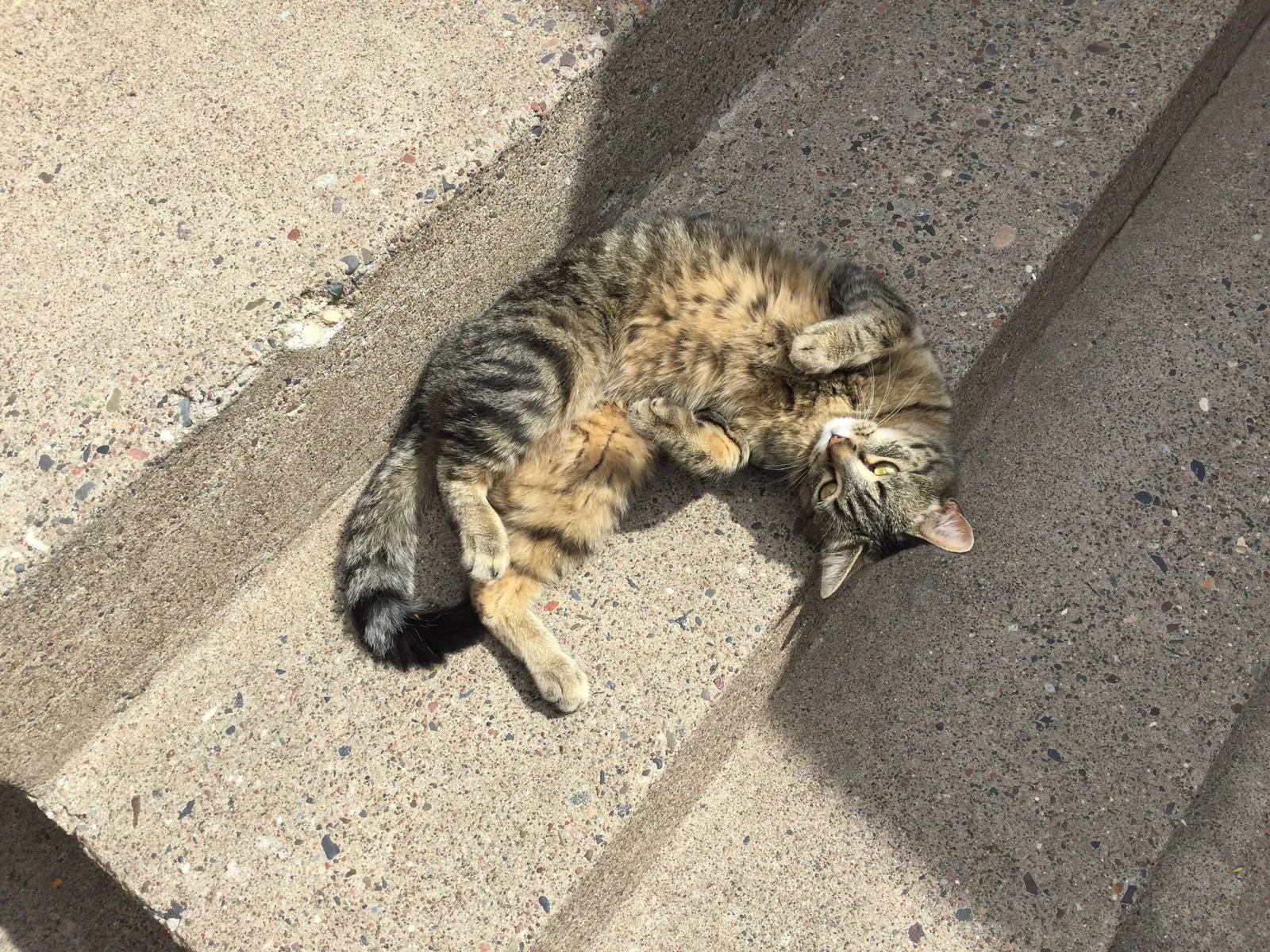 Found cat in Minneapolis, MN, 55432