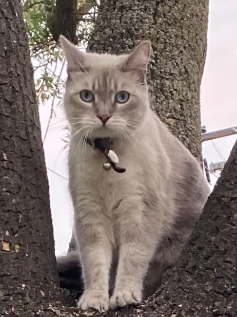 Lost cat in Modesto, CA, 95350