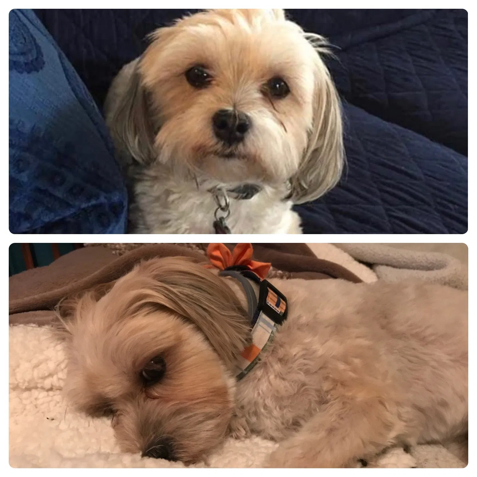 Lost dog in Strasburg, OH, 44680