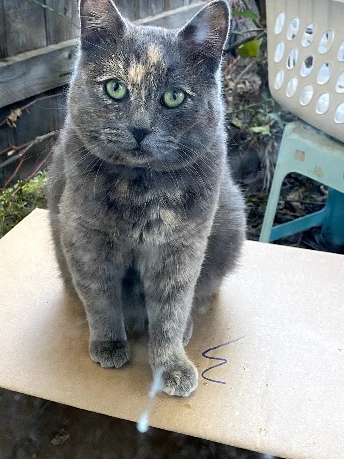 Lost cat in Garden Grove, CA, 92843
