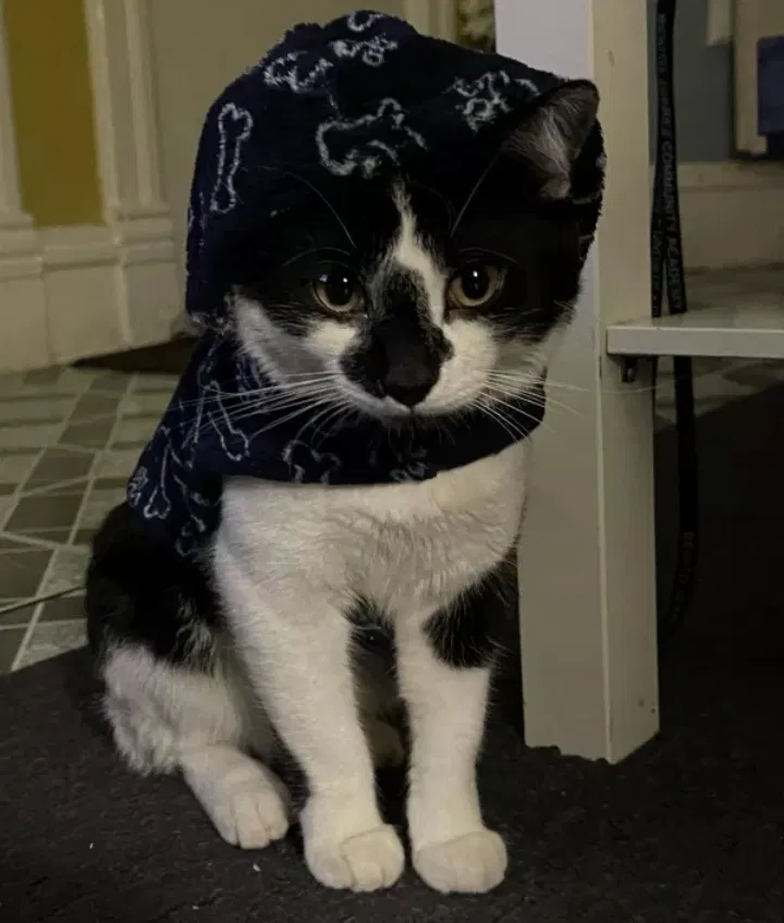 Lost cat in Chicago, IL, 60632