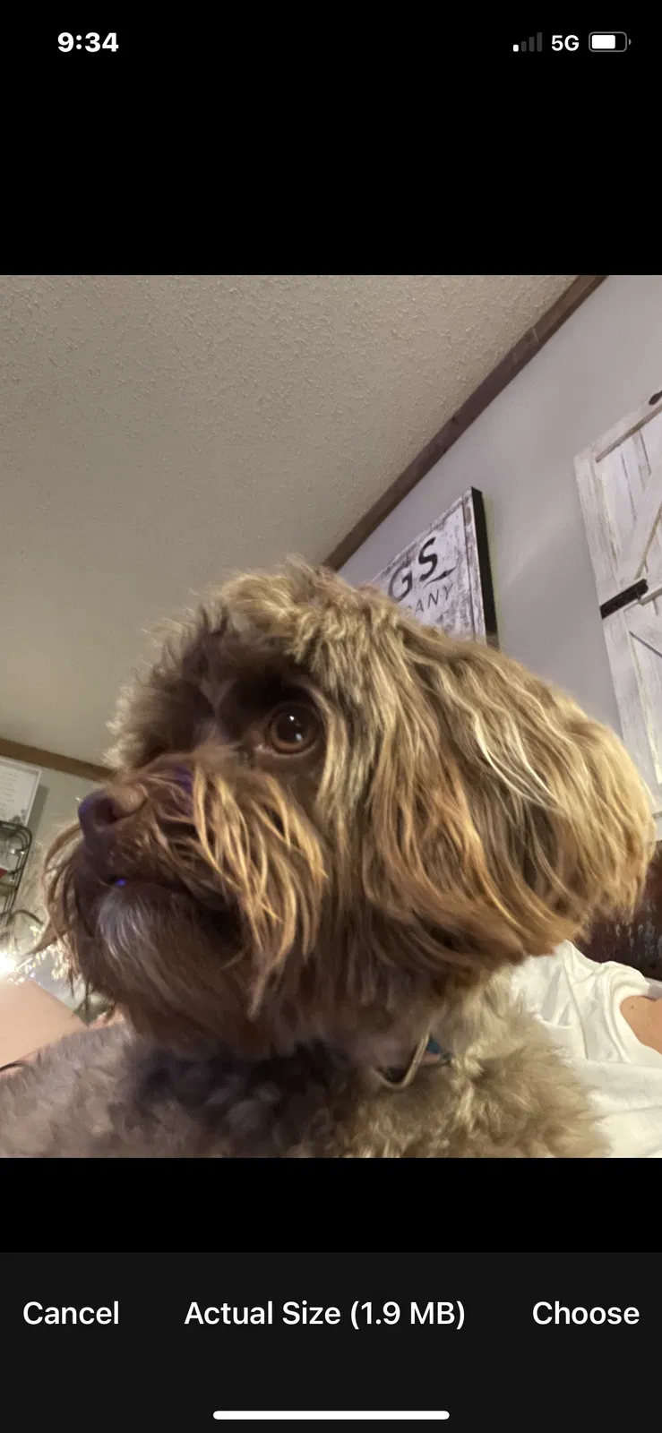 Found dog in Lithia, FL, 33547