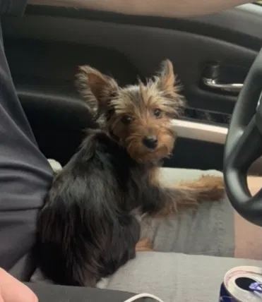 Lost dog in Crowley, TX, 76036