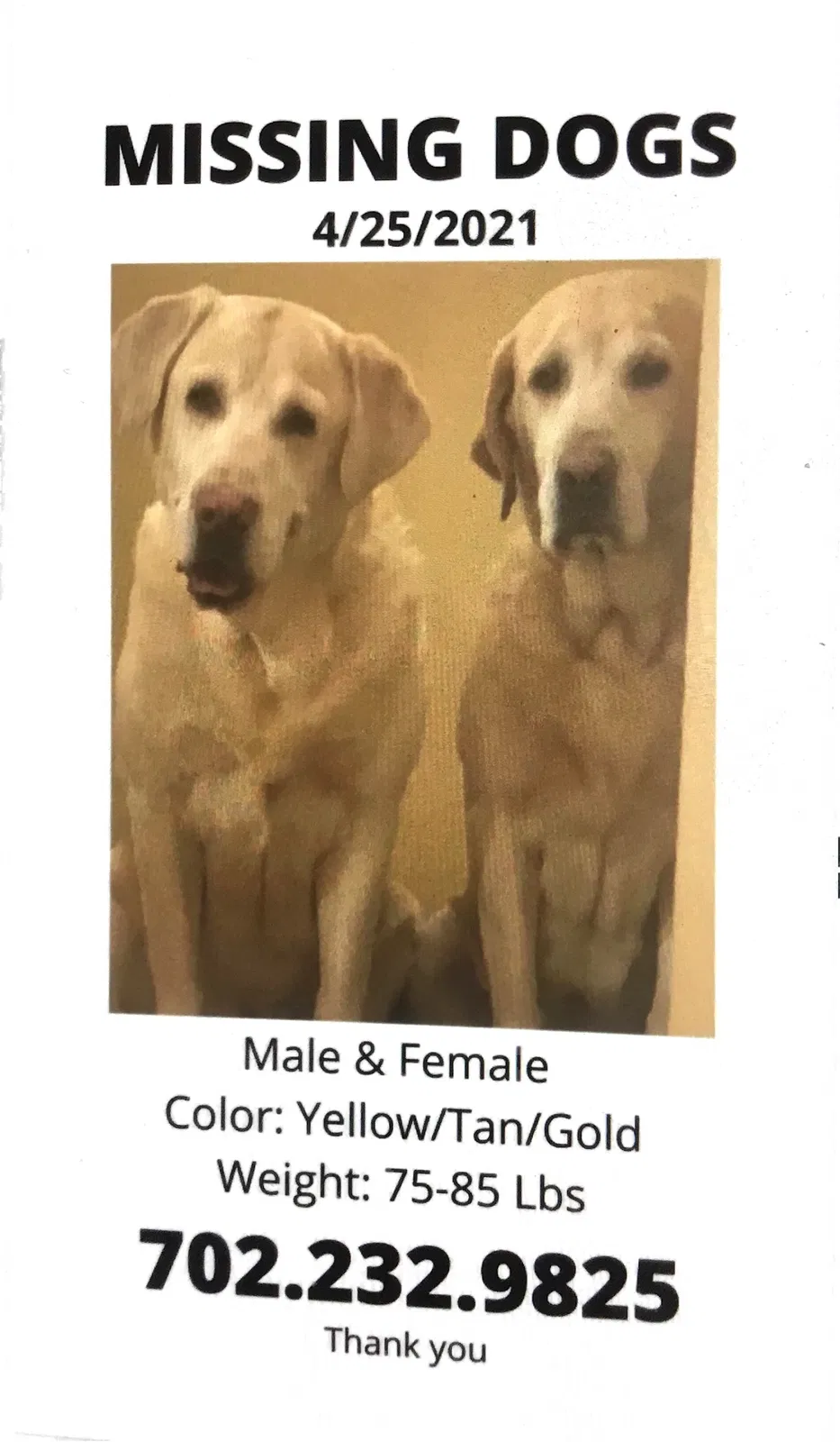 Lost dog in Las Vegas, NV, 89156