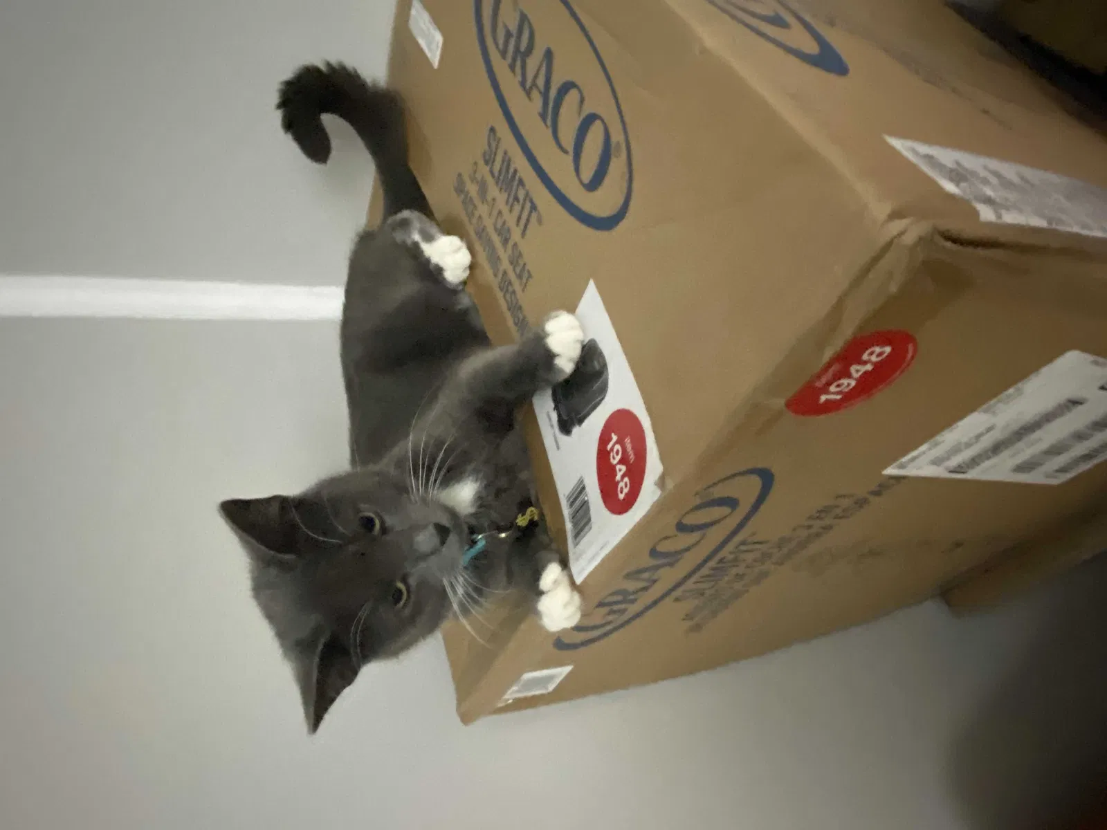 Lost cat in Joliet, IL, 60435