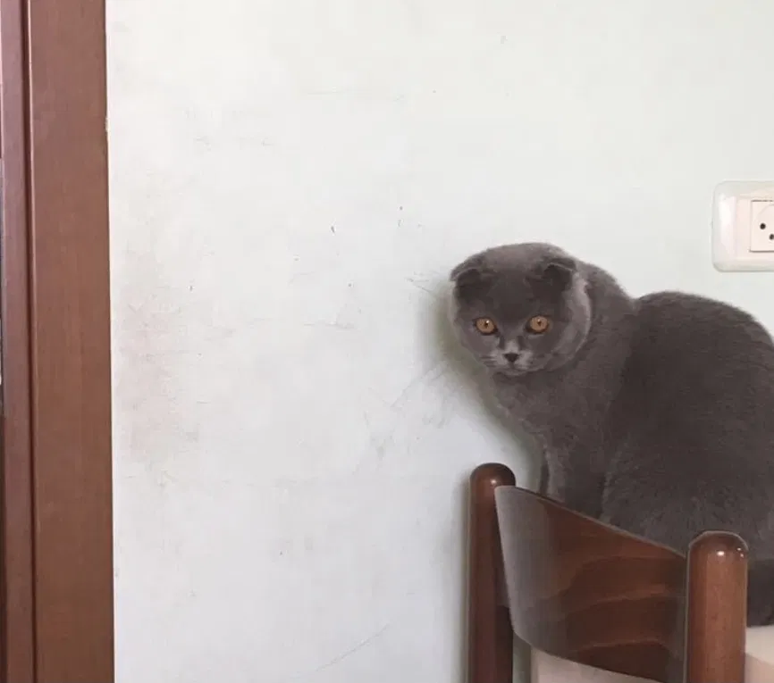 Lost cat in Harrisburg, NC, 28075