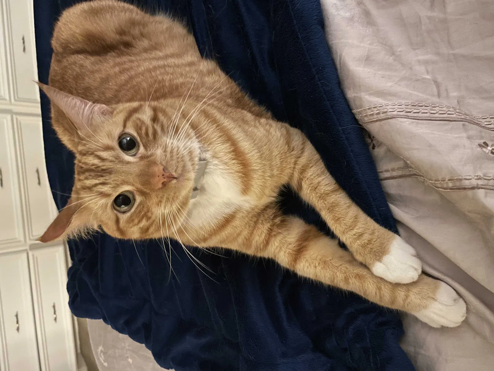 Lost cat in Spring, TX, 77373