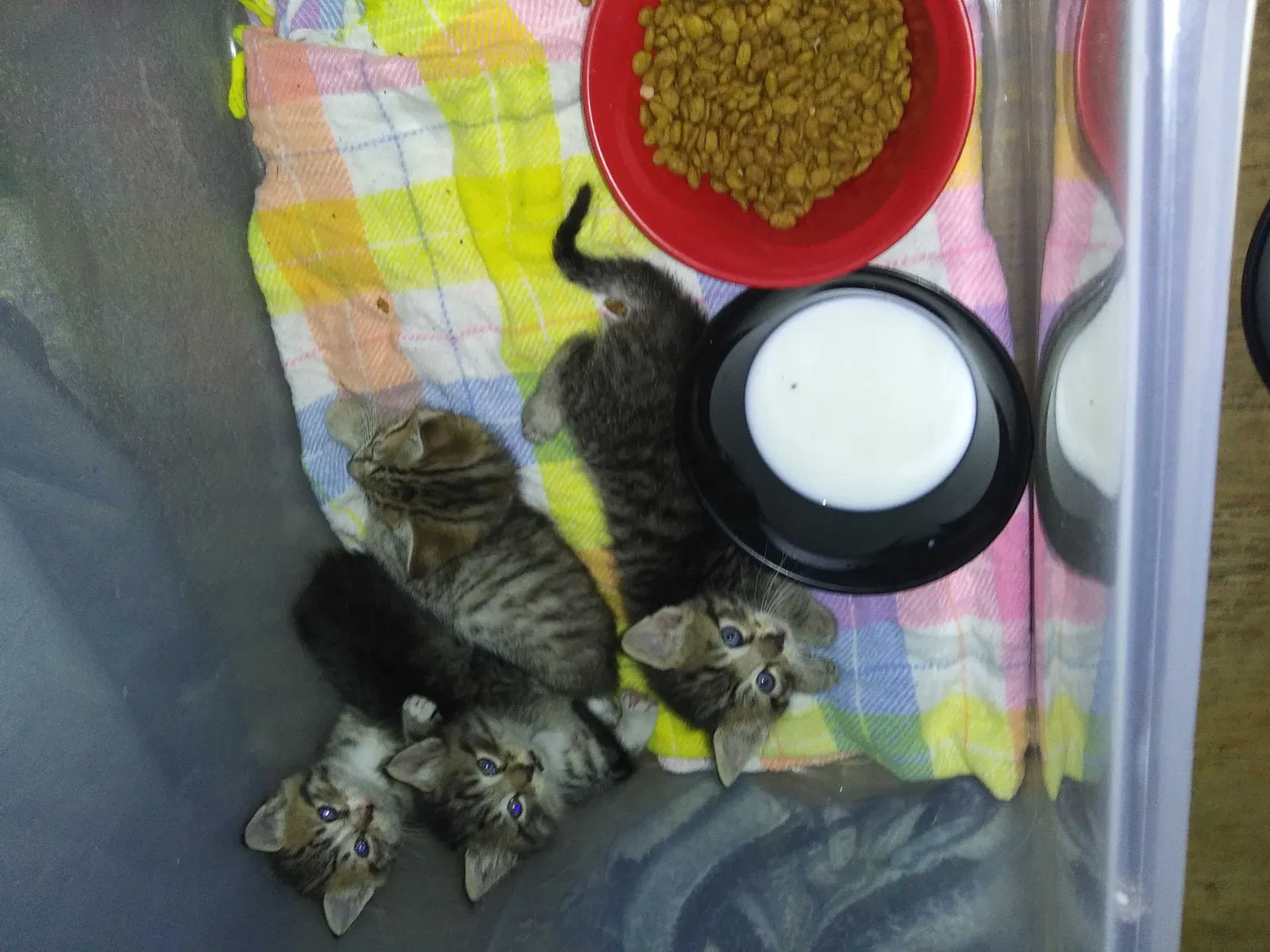 Found cat in Bryan, TX, 77801