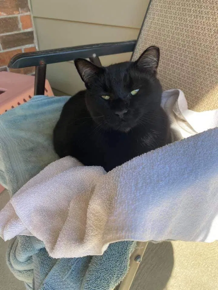 Found cat in Northwood, OH, 43619