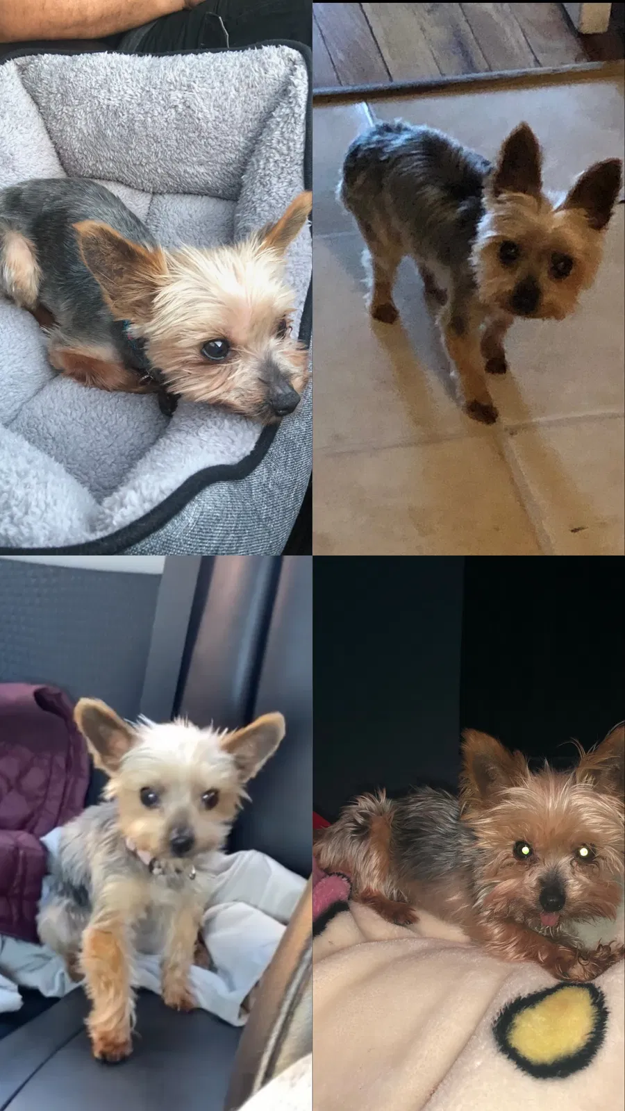 Lost dog in Springfield, MA, 1104