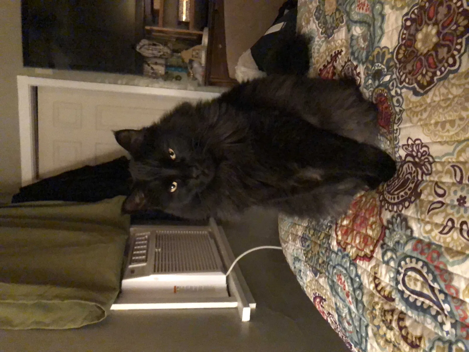 Lost cat in Spokane, WA, 99207