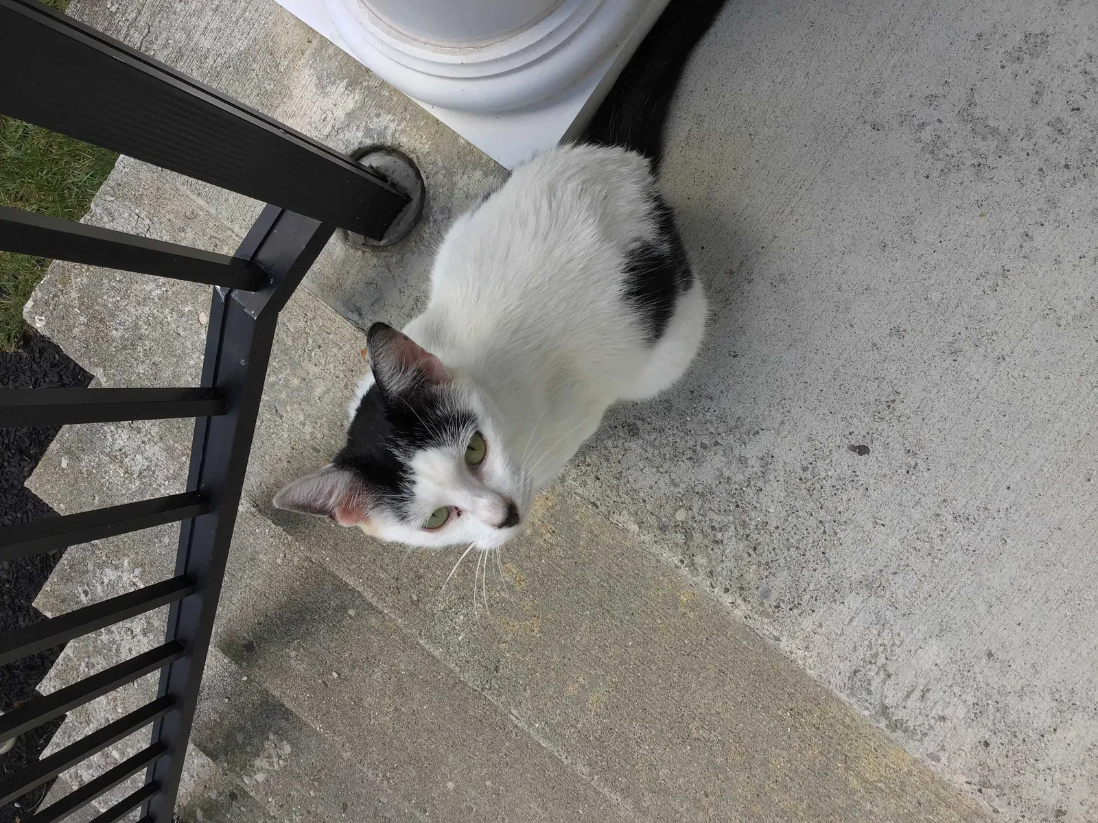 Lost cat in Cincinnati, OH, 45238