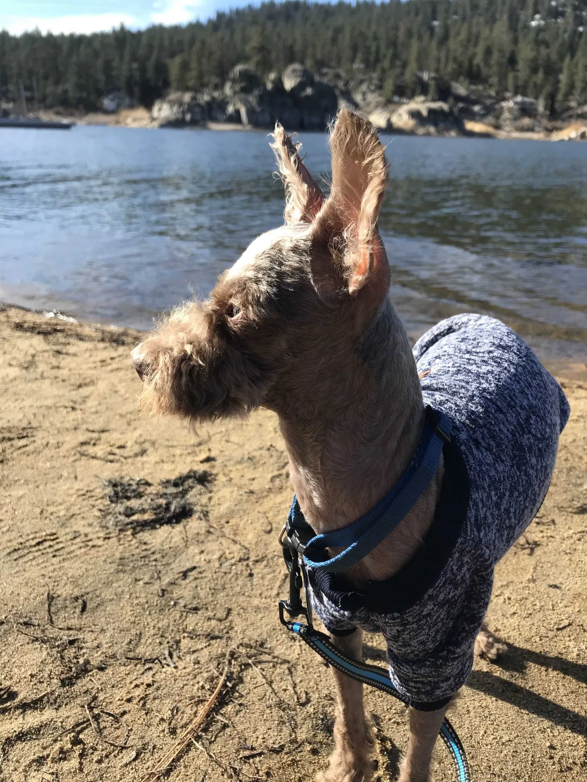 Lost dog in Los Angeles, CA, 90023
