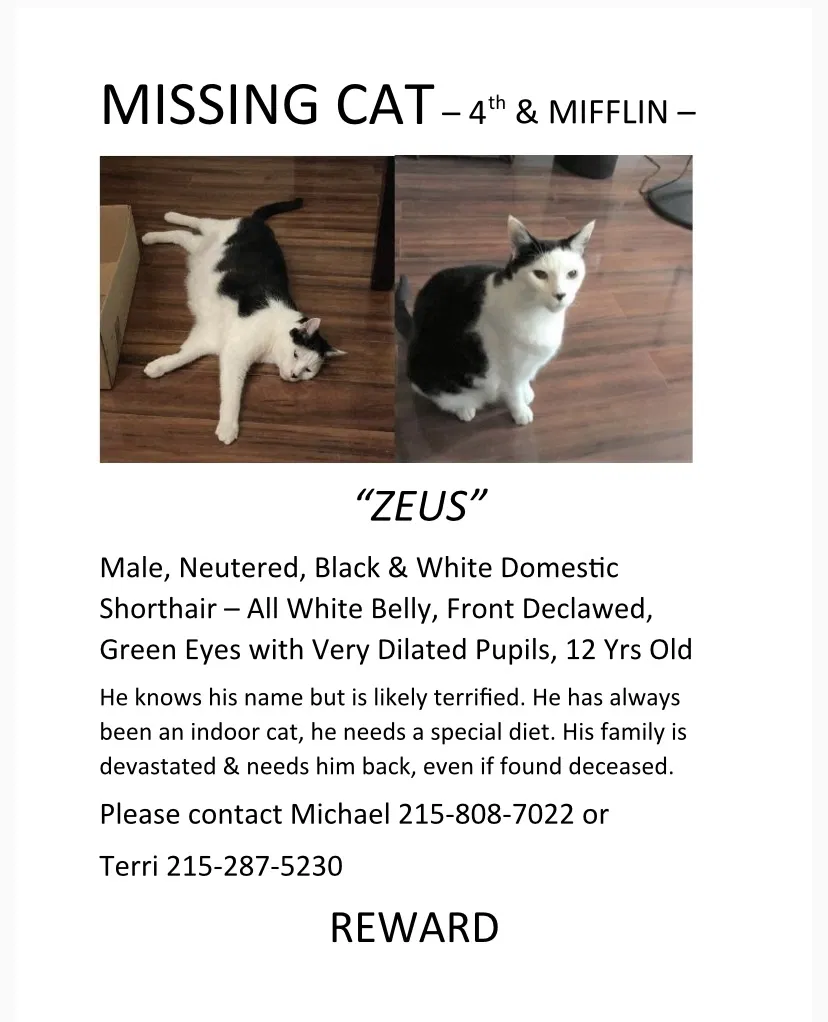 Lost cat in Philadelphia, PA, 19148