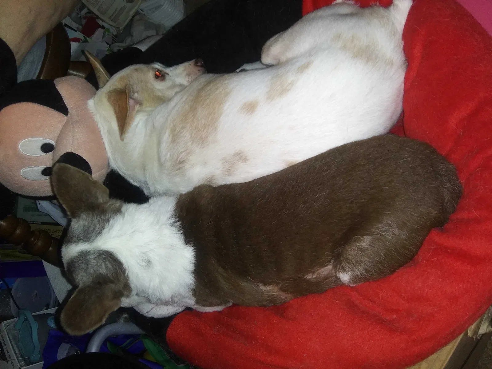 Lost dog in Tucson, AZ, 85711