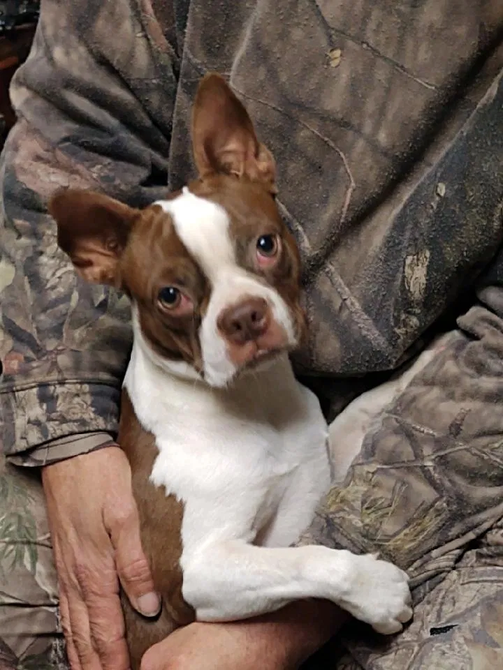 Lost dog in Traskwood, AR, 72167