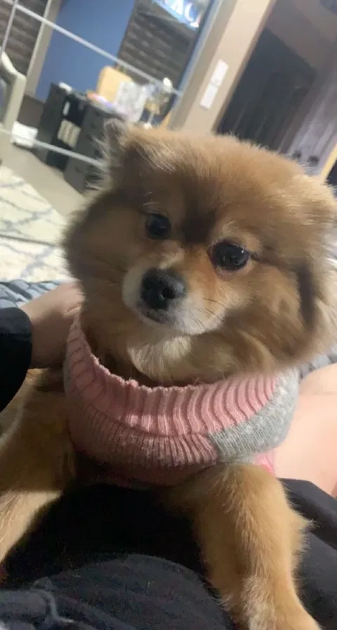 Lost dog in El Cajon, CA, 92019