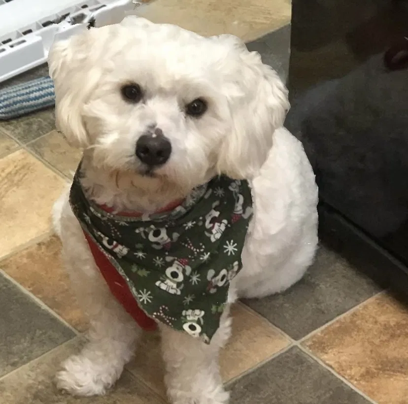 Lost dog in Calumet City, IL, 60409