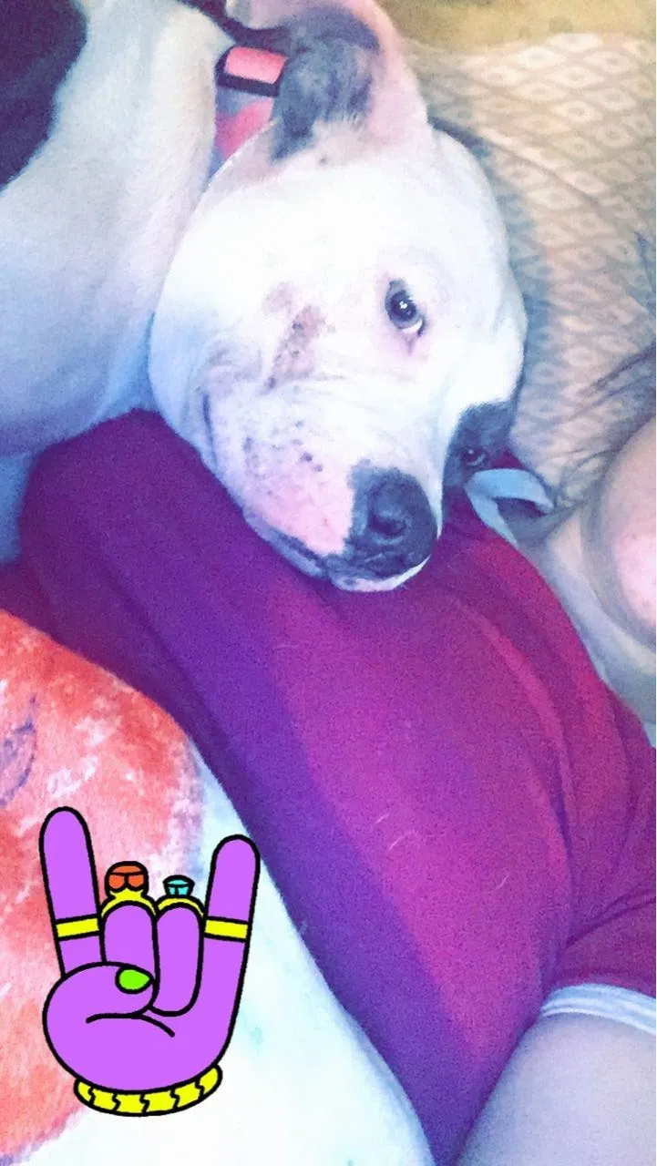 Lost dog in Manhattan, KS, 66502