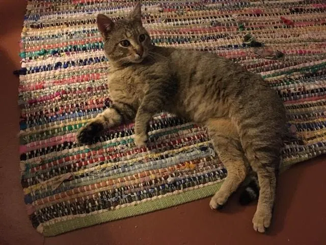 Lost cat in Denver, CO, 80234