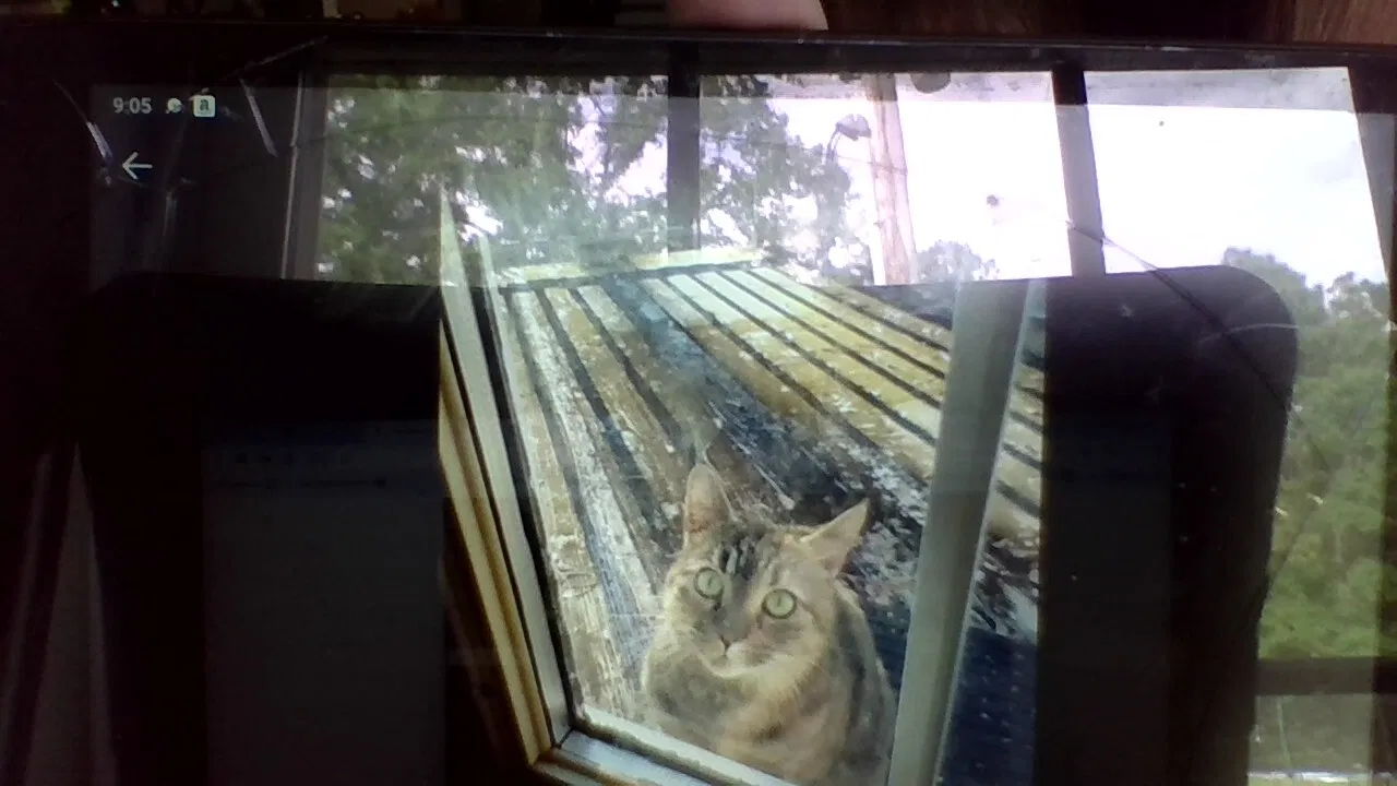 Lost cat in Unknown, SC, 29486