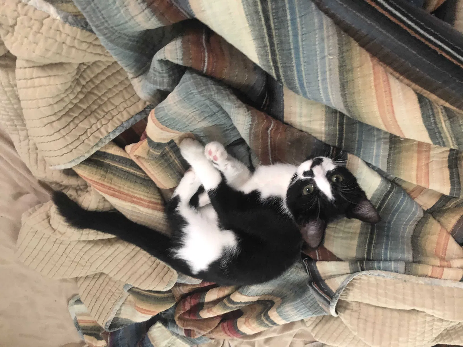 Lost cat in Lakewood, OH, 44107