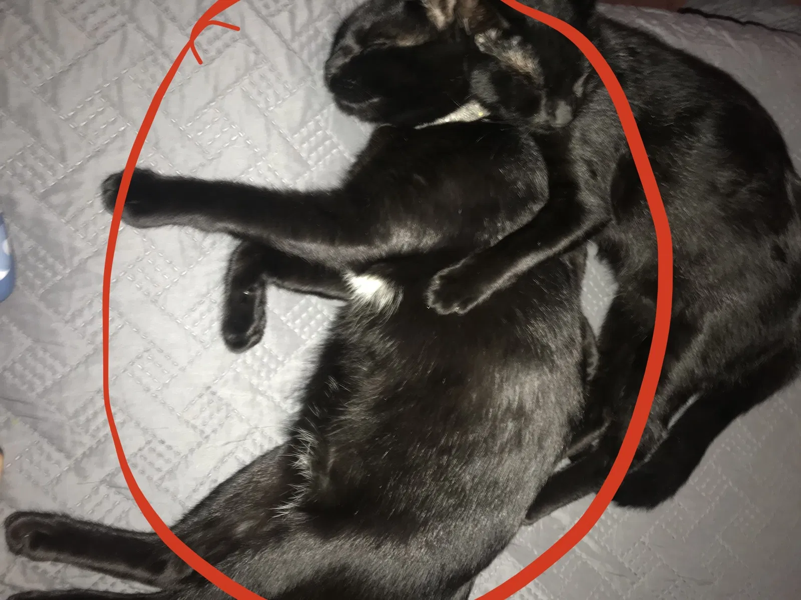 Lost cat in Corpus Christi, TX, 78415