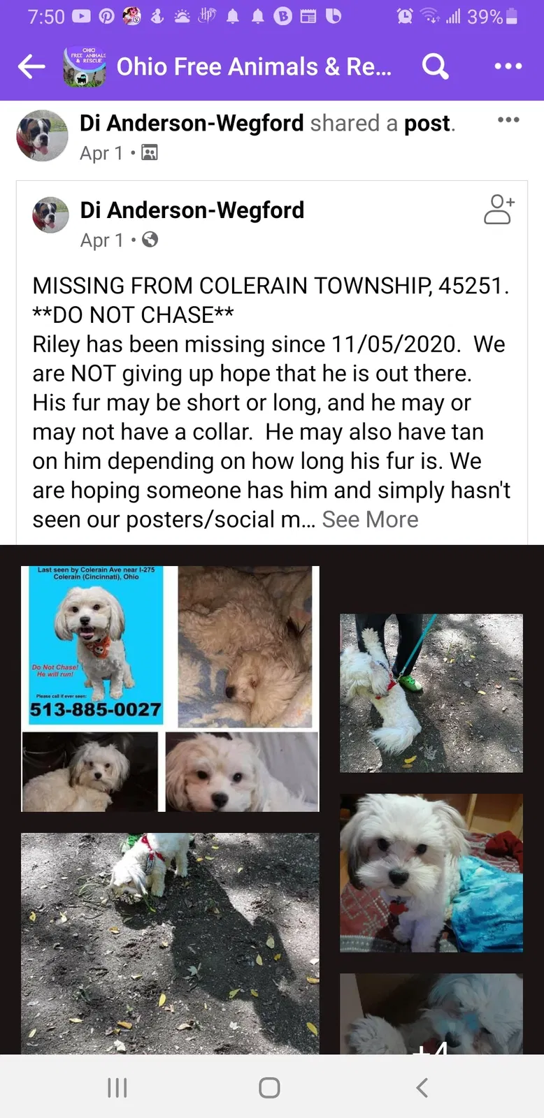 Lost dog in Cincinnati, OH, 45231