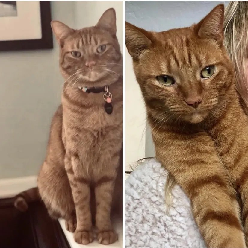 Lost cat in Grand Rapids, MI, 49504