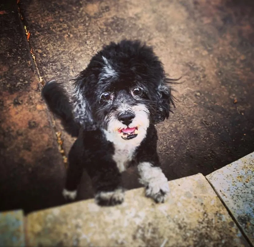 Lost dog in San Antonio, TX, 78209