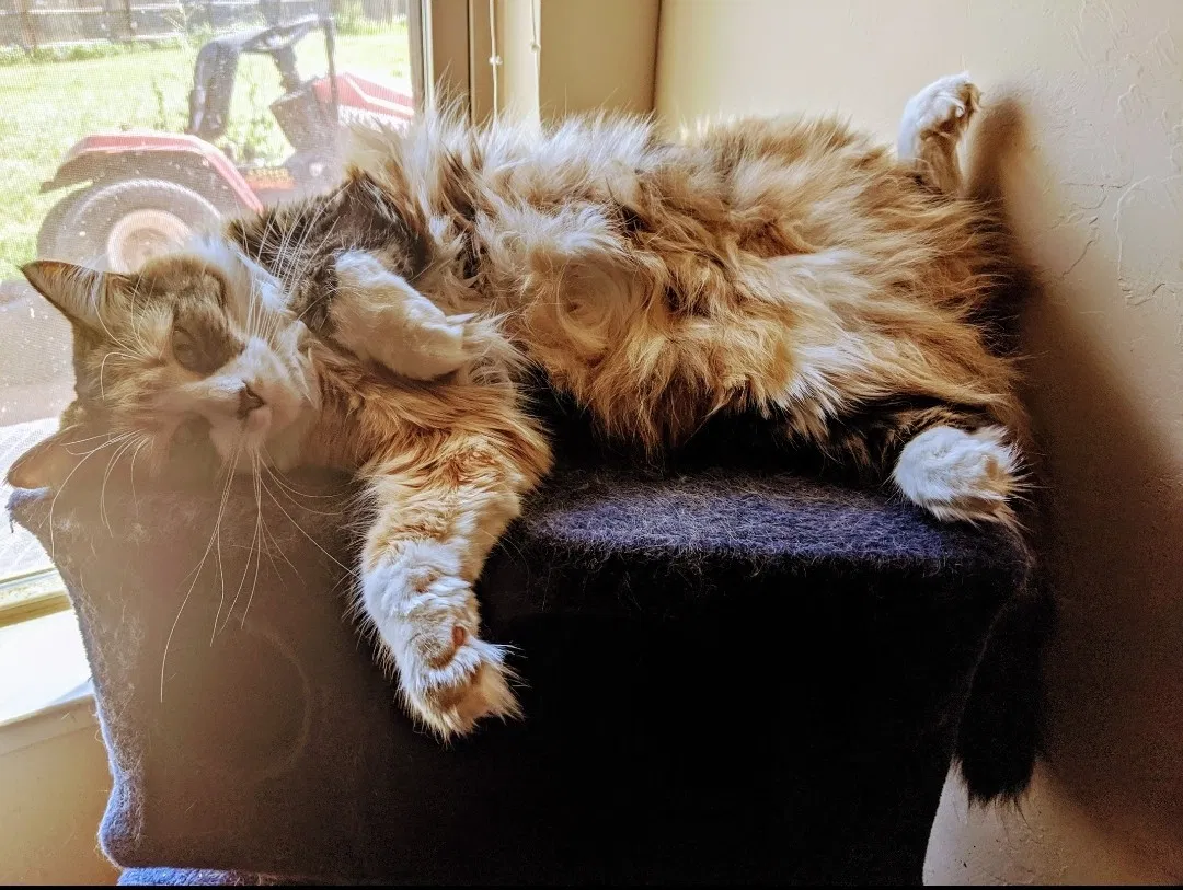 Lost cat in Norman, OK, 73071