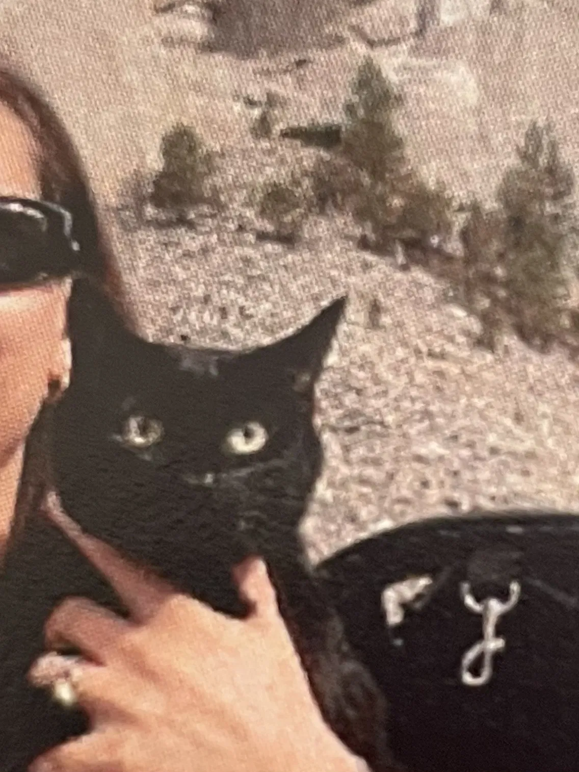 Lost cat in Fayetteville, NC, 28303