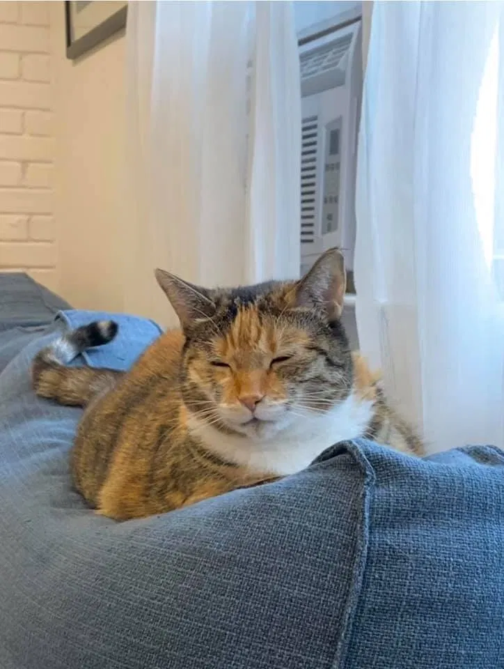 Lost cat in Syosset, NY, 11791