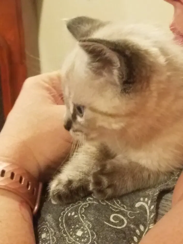 Lost cat in Salt Lake City, UT, 84120