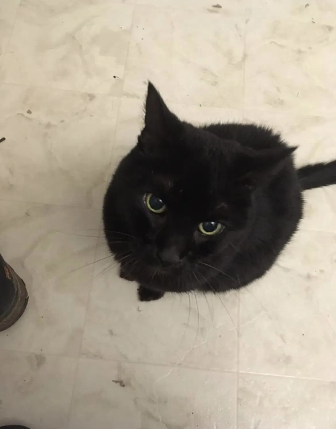 Lost cat in Helena, AL, 35080