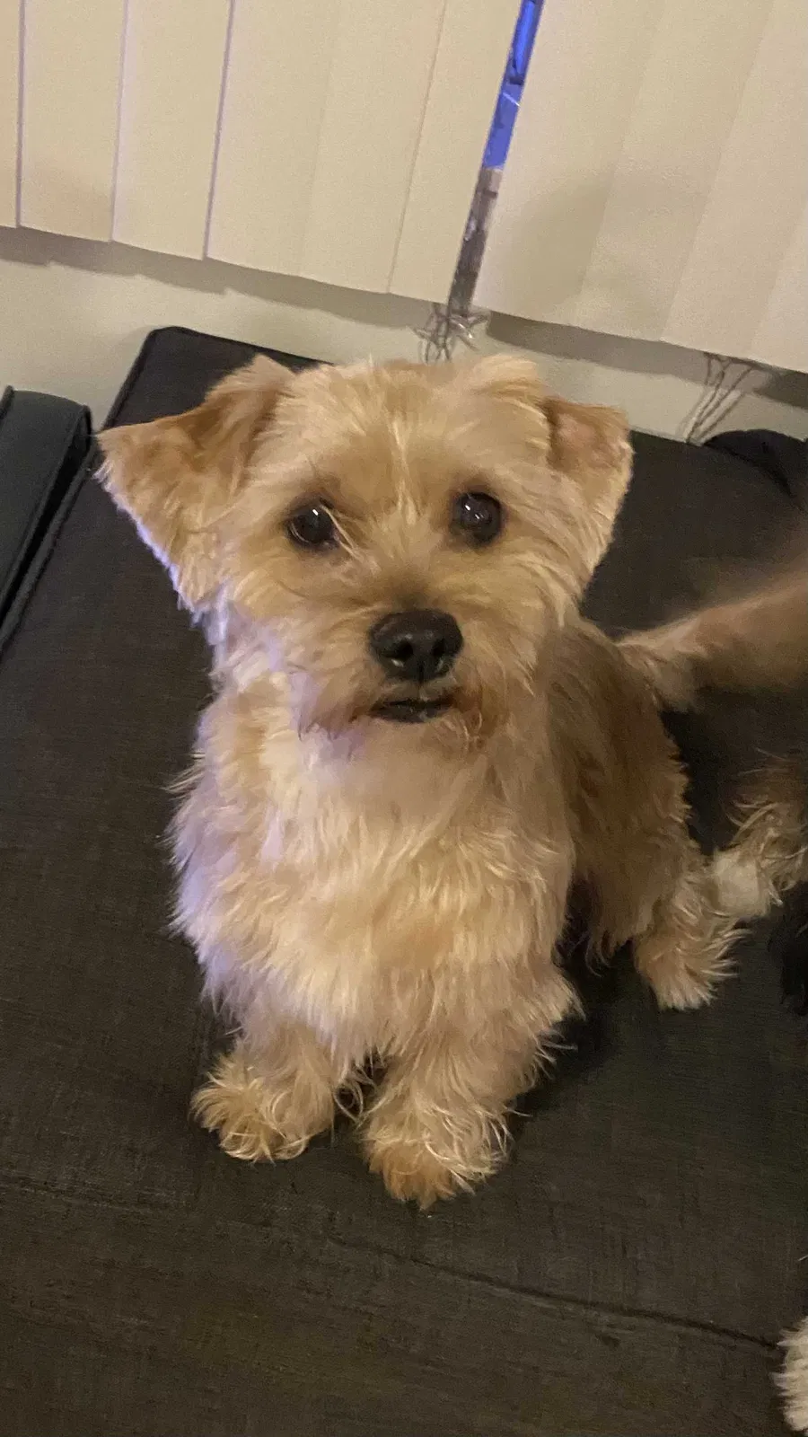Lost dog in Chicago, IL, 60629