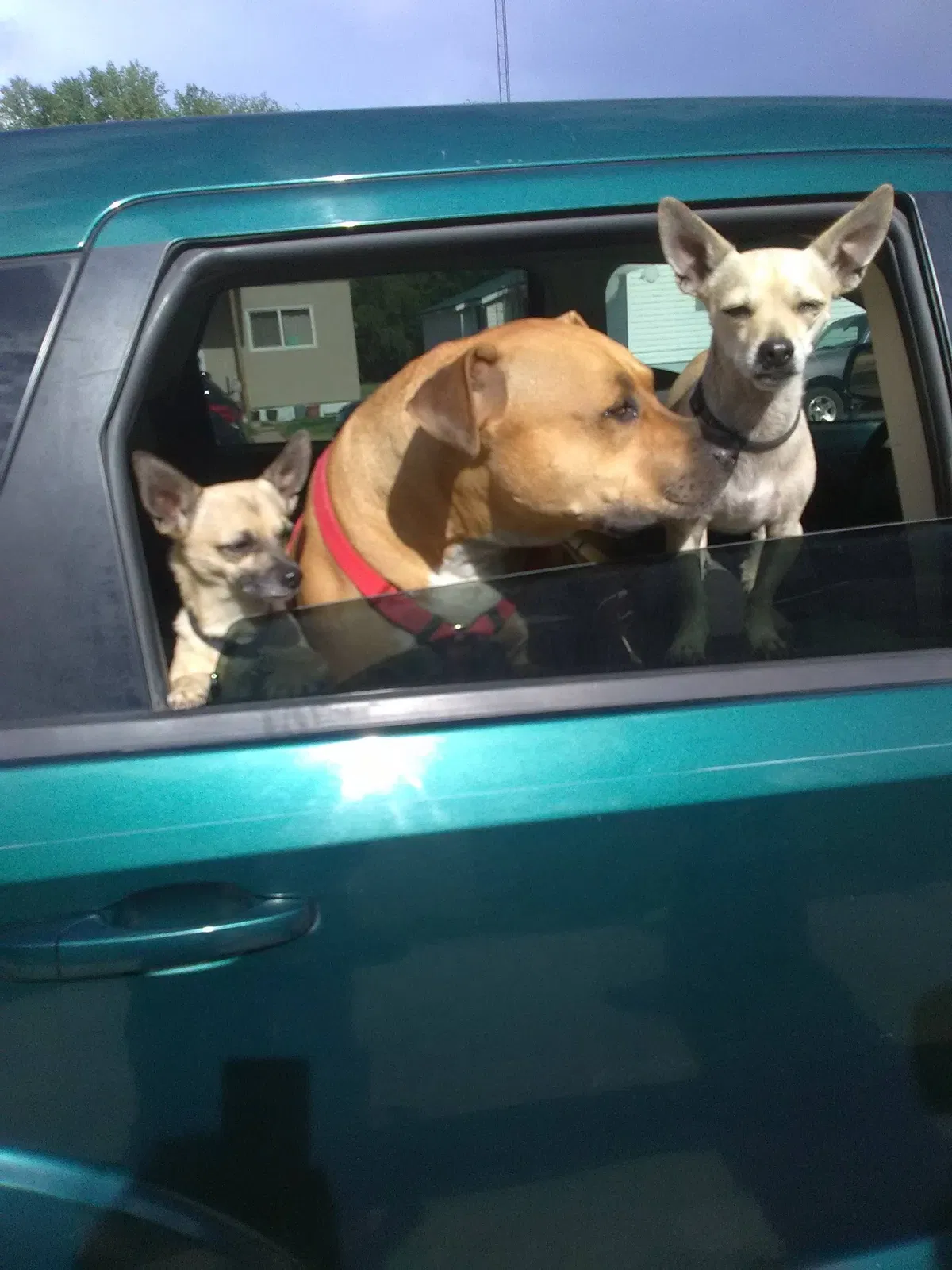 Lost dog in Sun City, CA, 92585
