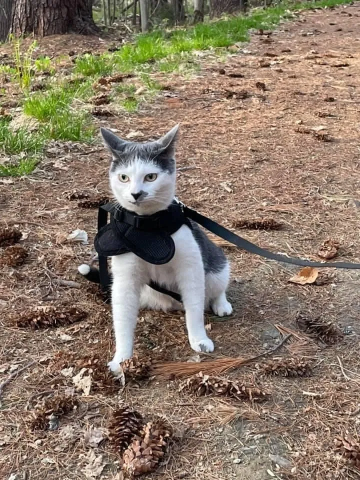 Lost cat in Litchfield, CT, 6759