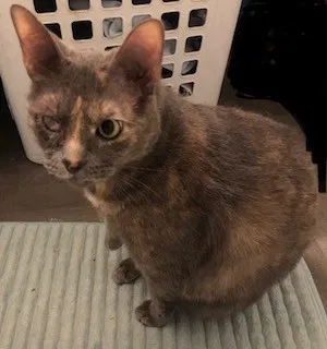 Lost cat in Berwick, LA, 70342