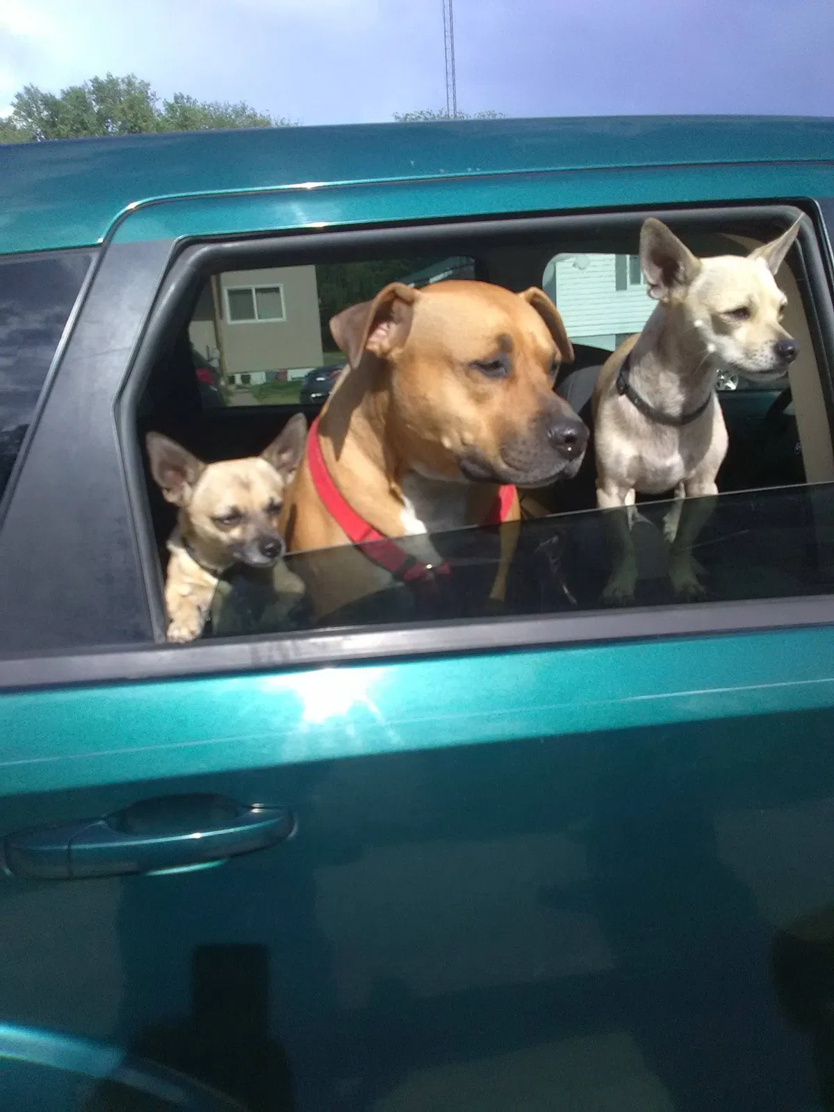 Lost dog in Sun City, CA, 92585