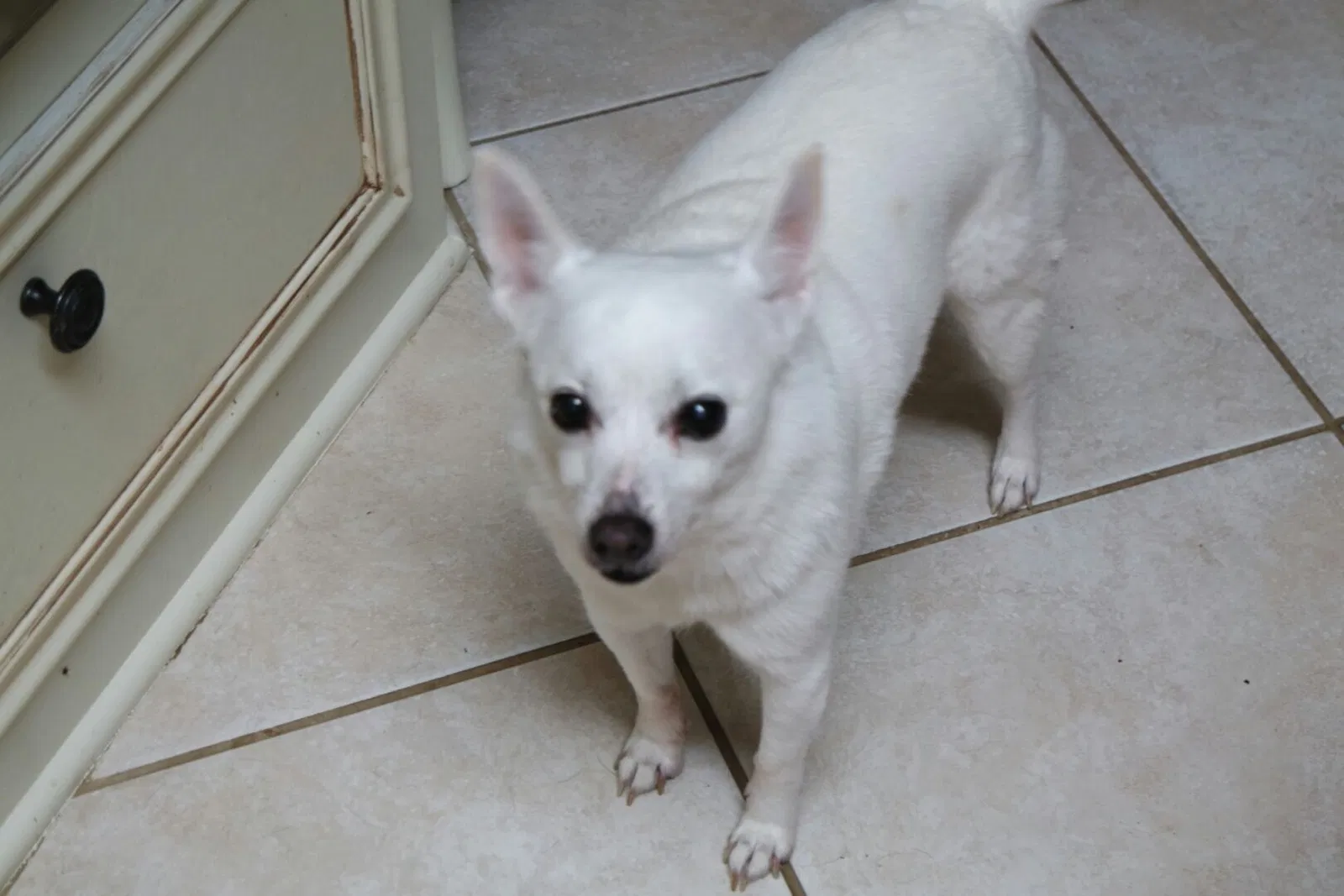 Lost dog in Houston, TX, 77040