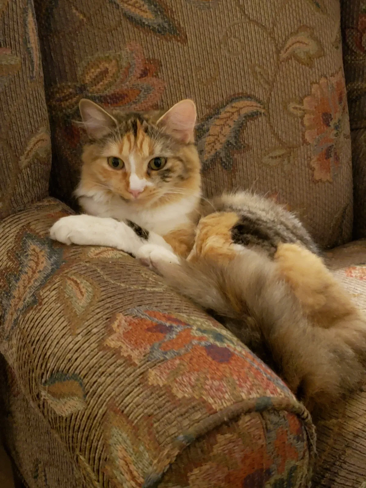 Lost cat in Waxahachie, TX, 75165