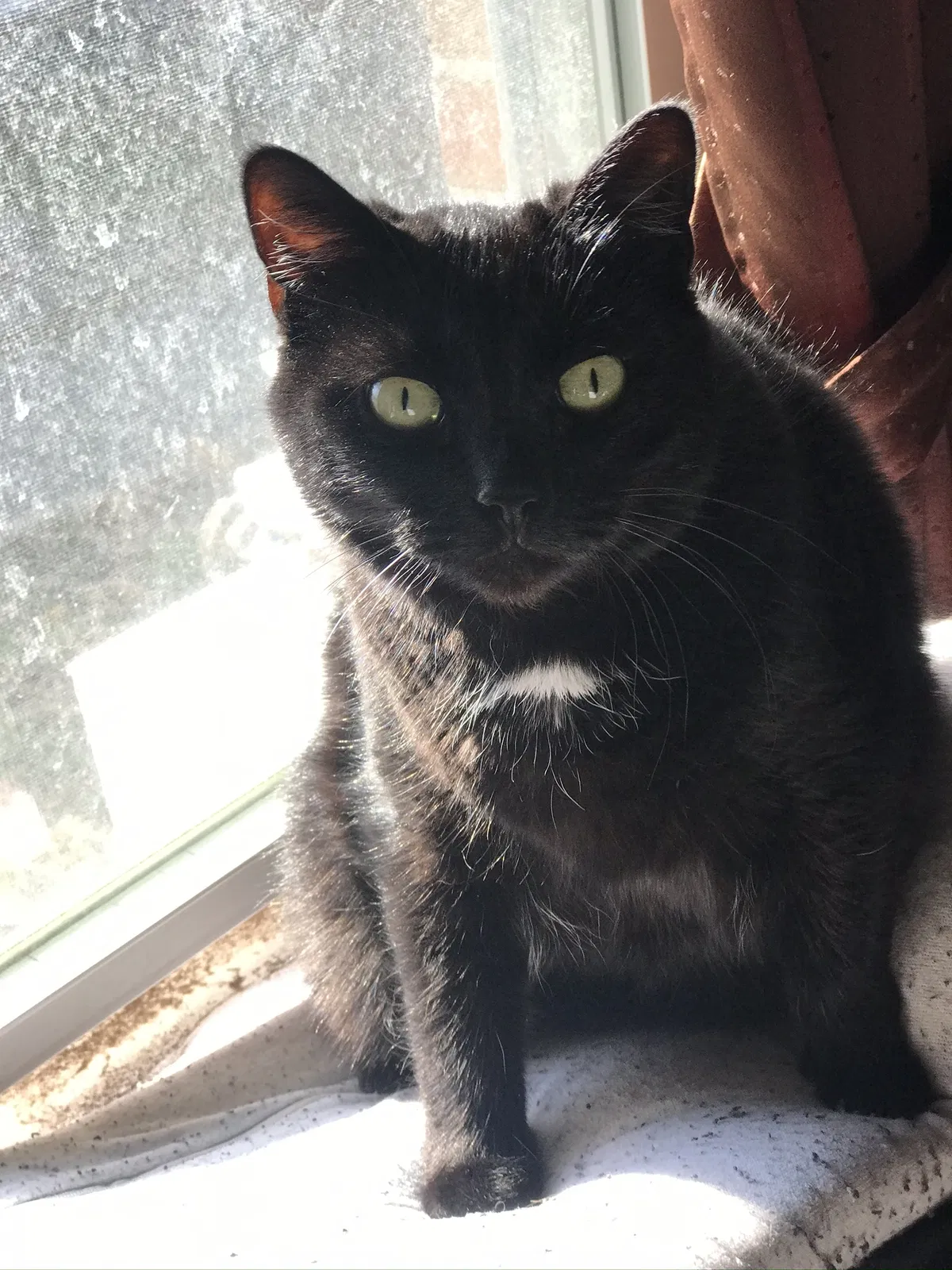 Lost cat in Plainville, CT, 6062