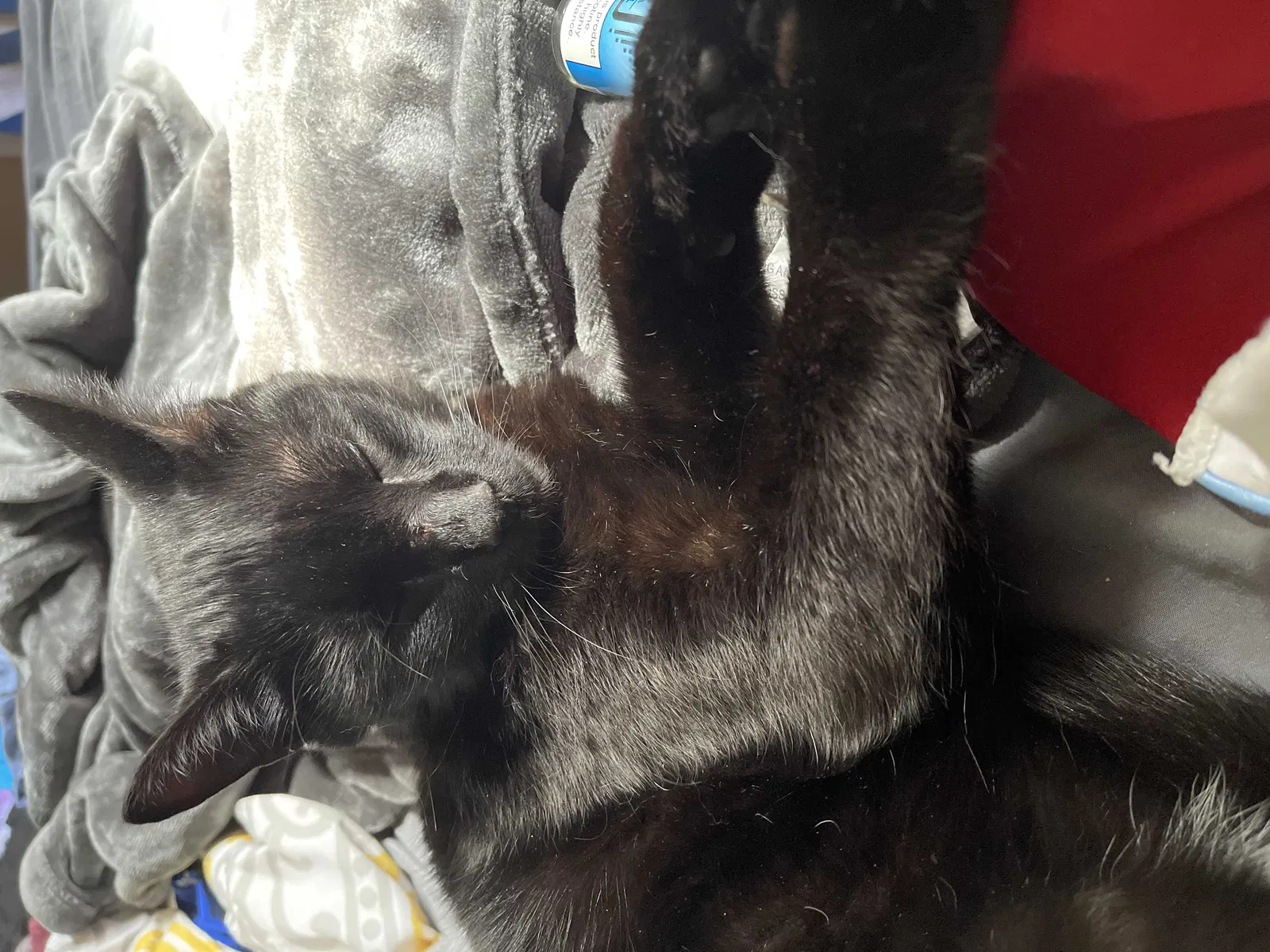 Lost cat in Knoxville, TN, 37920