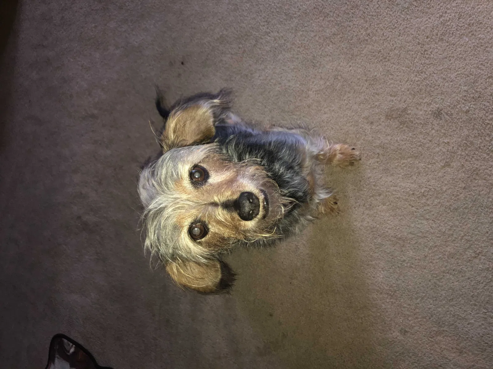 Lost dog in Corona, CA, 92882