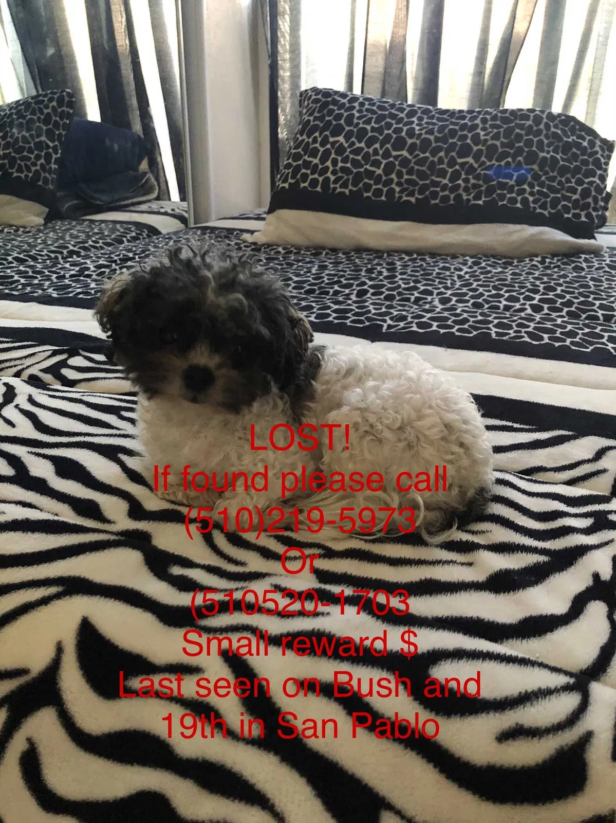 Lost dog in San Pablo, CA, 94806