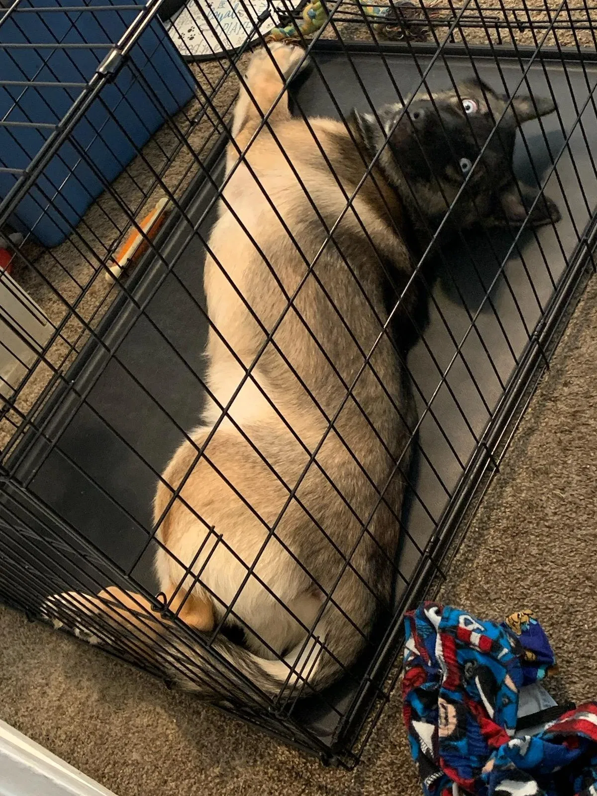 Lost dog in Emeryville, CA, 94608